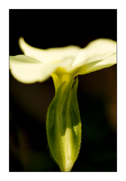 Primrose 1